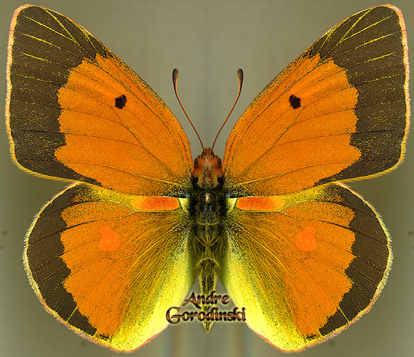 http://www.gorodinski.ru/pieridae/Colias aurorina rosei.jpg